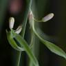 Fotografia 13 da espécie Chlorophytum comosum do Jardim Botânico UTAD