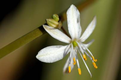 Fotografia da espécie Chlorophytum comosum