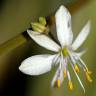 Fotografia 1 da espécie Chlorophytum comosum do Jardim Botânico UTAD