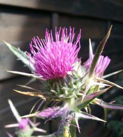 Fotografia da espécie Cirsium syriacum