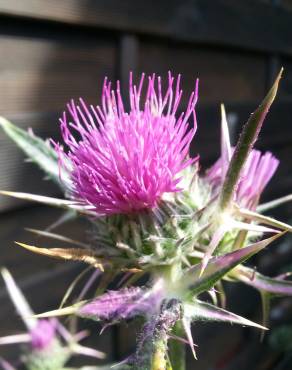 Fotografia 1 da espécie Cirsium syriacum no Jardim Botânico UTAD