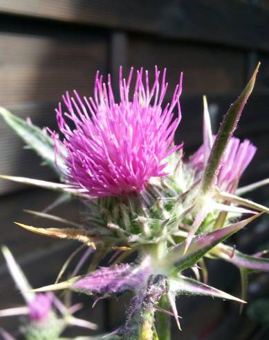 Fotografia de capa Cirsium syriacum - do Jardim Botânico