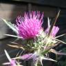 Fotografia 1 da espécie Cirsium syriacum do Jardim Botânico UTAD