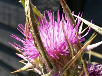 Fotografia da espécie Cirsium syriacum