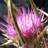 Fotografia 3 da espécie Cirsium syriacum do Jardim Botânico UTAD