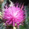 Fotografia 4 da espécie Cirsium syriacum do Jardim Botânico UTAD