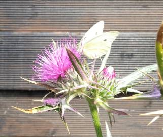 Fotografia da espécie Cirsium syriacum