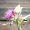 Fotografia 5 da espécie Cirsium syriacum do Jardim Botânico UTAD