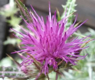 Fotografia da espécie Cirsium syriacum