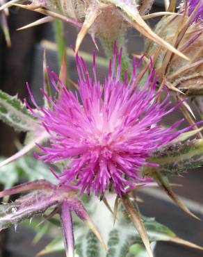 Fotografia 7 da espécie Cirsium syriacum no Jardim Botânico UTAD