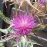 Fotografia 7 da espécie Cirsium syriacum do Jardim Botânico UTAD