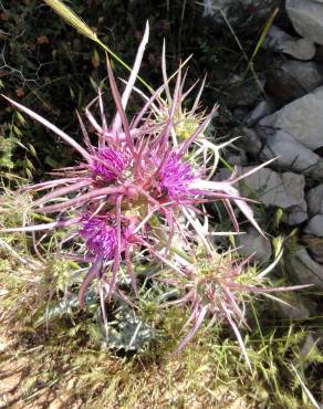 Fotografia 8 da espécie Cirsium syriacum no Jardim Botânico UTAD