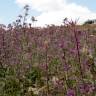 Fotografia 9 da espécie Cirsium syriacum do Jardim Botânico UTAD