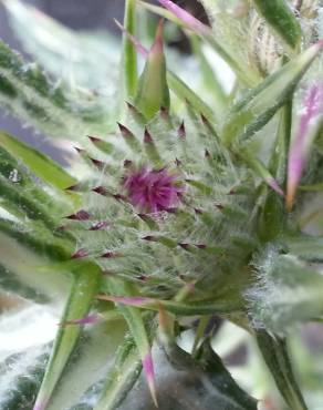 Fotografia 10 da espécie Cirsium syriacum no Jardim Botânico UTAD