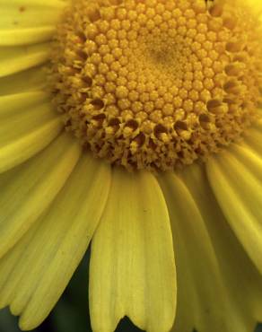 Fotografia 6 da espécie Chrysanthemum segetum no Jardim Botânico UTAD