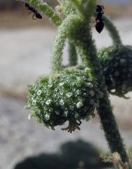 Chrozophora tinctoria