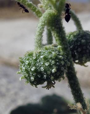 Fotografia 1 da espécie Chrozophora tinctoria no Jardim Botânico UTAD