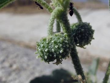 Fotografia da espécie Chrozophora tinctoria