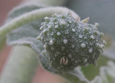 Fotografia da espécie Chrozophora tinctoria