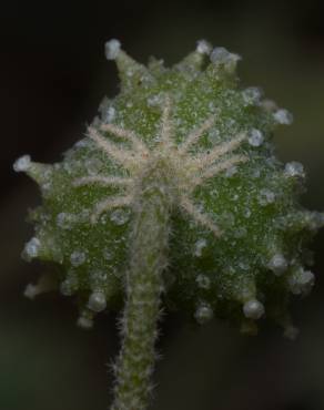 Fotografia 3 da espécie Chrozophora tinctoria no Jardim Botânico UTAD