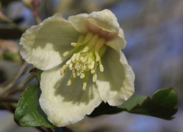 Fotografia da espécie Clematis cirrhosa