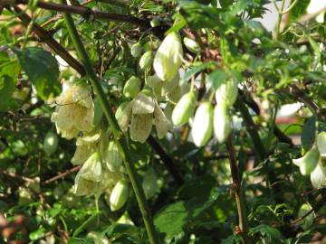 Fotografia da espécie Clematis cirrhosa