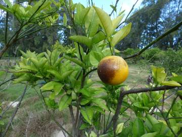 Fotografia da espécie Citrus x sinensis