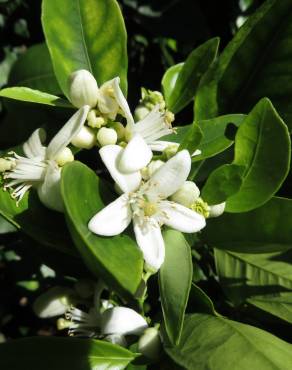 Fotografia 5 da espécie Citrus x sinensis no Jardim Botânico UTAD