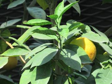 Fotografia da espécie Citrus x sinensis