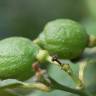 Fotografia 4 da espécie Citrus limon do Jardim Botânico UTAD