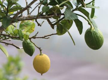 Fotografia da espécie Citrus limon