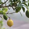 Fotografia 1 da espécie Citrus limon do Jardim Botânico UTAD