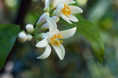 Fotografia da espécie Citrus limon