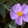 Fotografia 9 da espécie Cistus albidus do Jardim Botânico UTAD