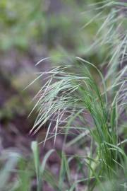 Fotografia da espécie Bromus sterilis