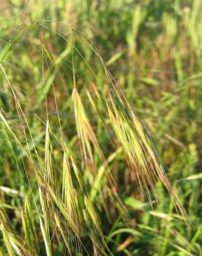 Fotografia 1 da espécie Bromus sterilis no Jardim Botânico UTAD