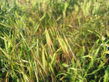 Fotografia da espécie Bromus sterilis