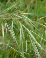 Fotografia da espécie Bromus rigidus