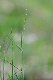 Fotografia da espécie Brachypodium retusum