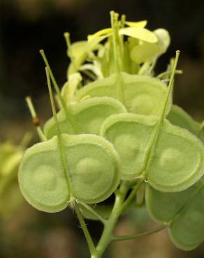 Fotografia 1 da espécie Biscutella auriculata no Jardim Botânico UTAD