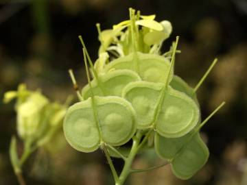 Fotografia da espécie Biscutella auriculata