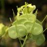 Fotografia 1 da espécie Biscutella auriculata do Jardim Botânico UTAD