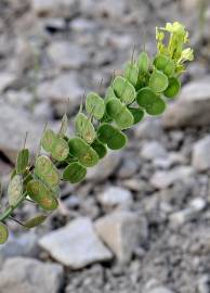 Fotografia da espécie Biscutella auriculata