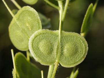 Fotografia da espécie Biscutella auriculata