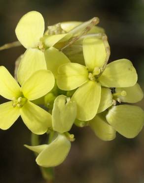 Fotografia 6 da espécie Biscutella auriculata no Jardim Botânico UTAD