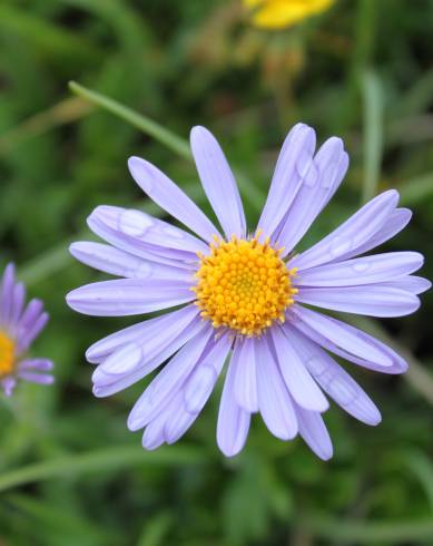 Fotografia de capa Aster alpinus - do Jardim Botânico