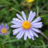 Fotografia 1 da espécie Aster alpinus do Jardim Botânico UTAD