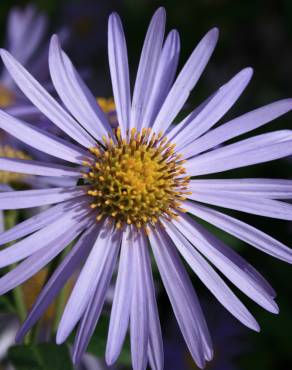 Fotografia 5 da espécie Aster alpinus no Jardim Botânico UTAD