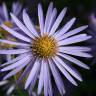 Fotografia 5 da espécie Aster alpinus do Jardim Botânico UTAD