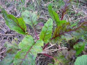 Fotografia da espécie Beta vulgaris